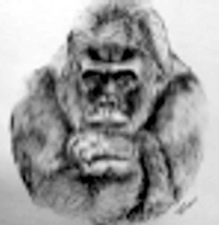 Gorilla picture drawn by Ferd